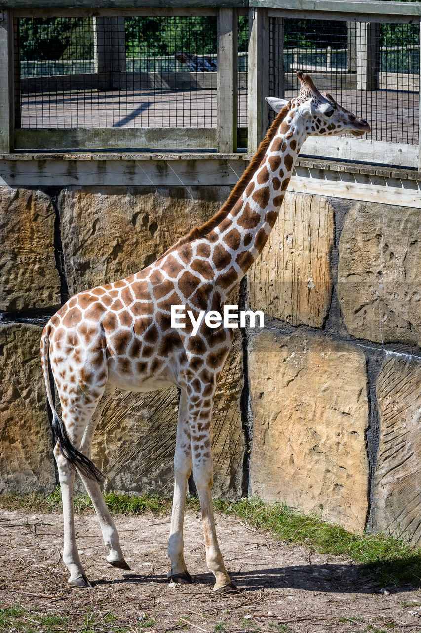 GIRAFFE IN ZOO