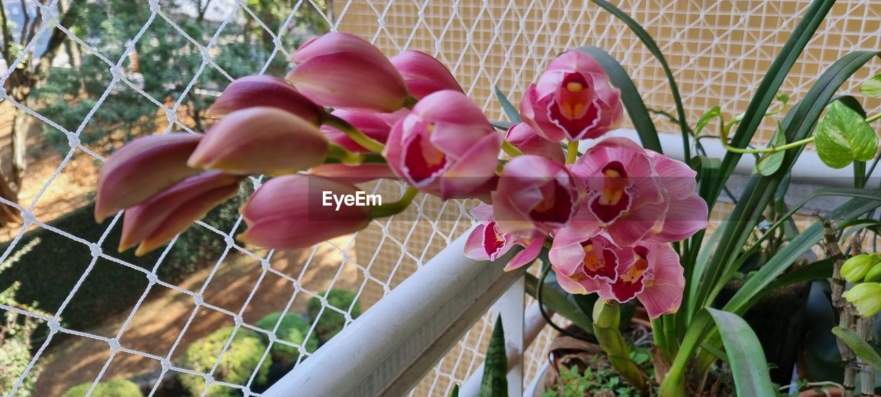 plant, flower, flowering plant, growth, beauty in nature, nature, freshness, close-up, fragility, no people, pink, petal, fence, day, orchid, inflorescence, outdoors, flower head, focus on foreground, leaf, plant part