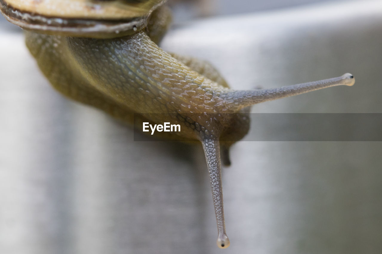 Close-up of snail