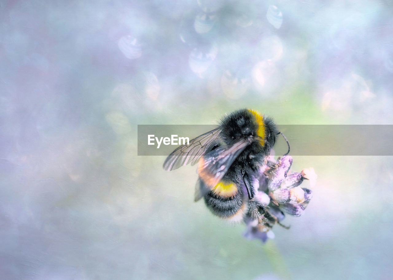 CLOSE-UP OF HONEY BEE ON PURPLE FLOWER