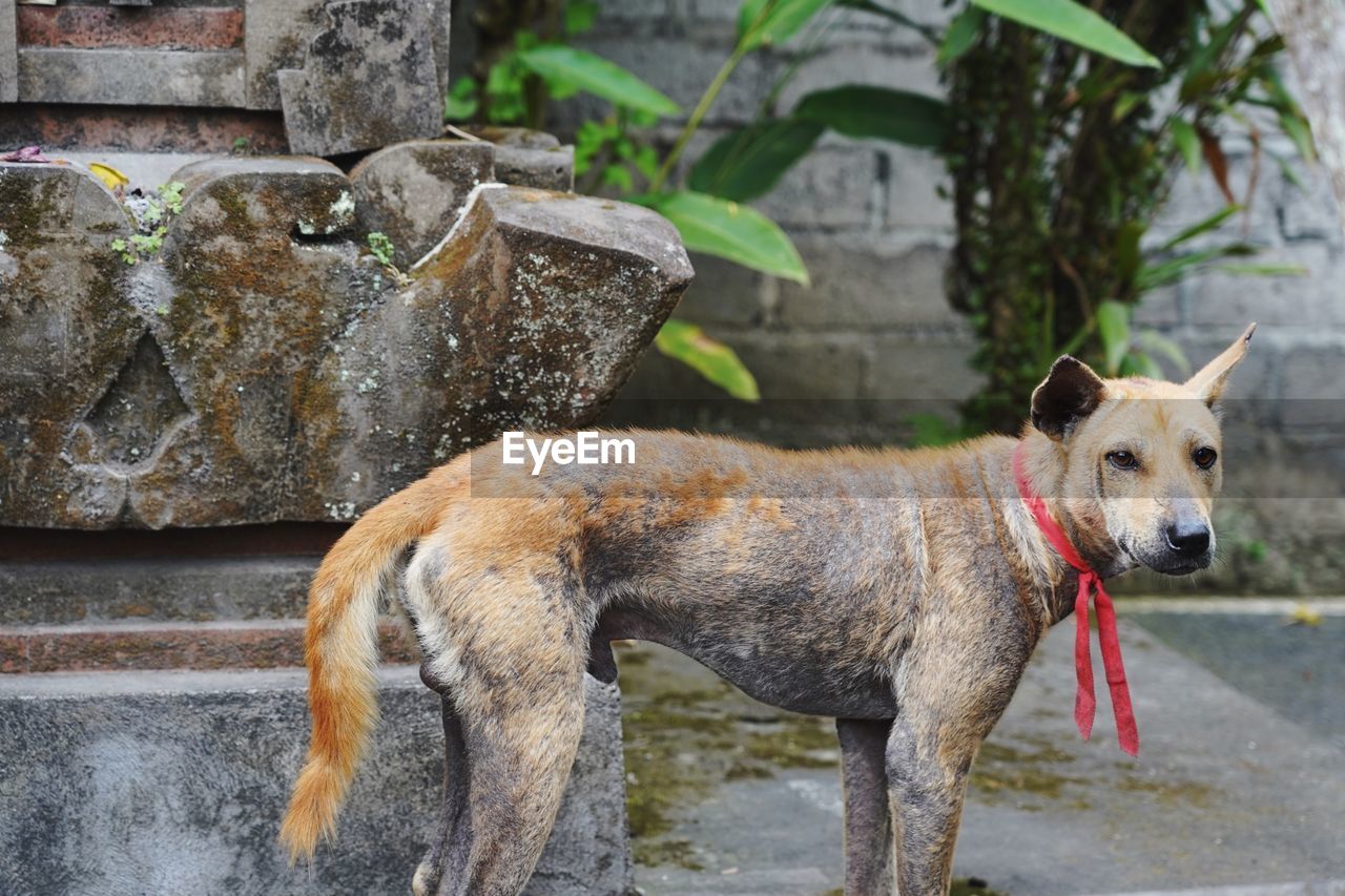 Shy street dog in front of an concrete wall in indonesia.