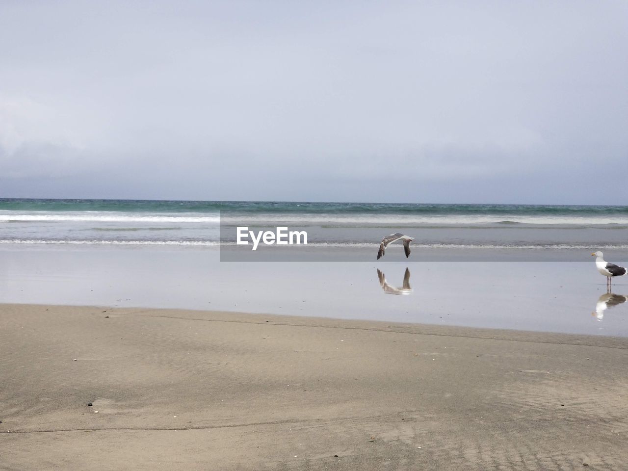 Scenic view of sea against sky with seagull