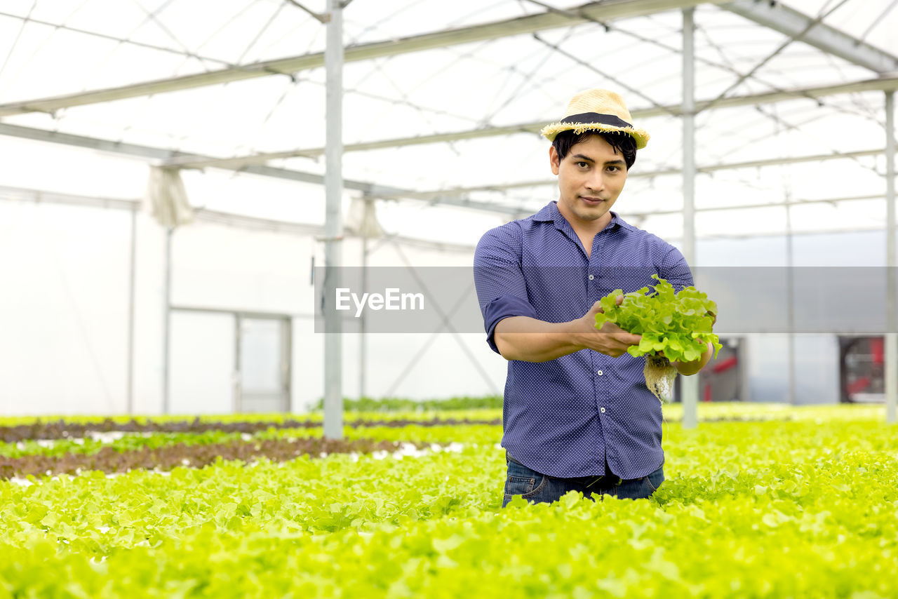 A farmer harvests veggies from a hydroponics garden. organic fresh grown vegetables and farmers .