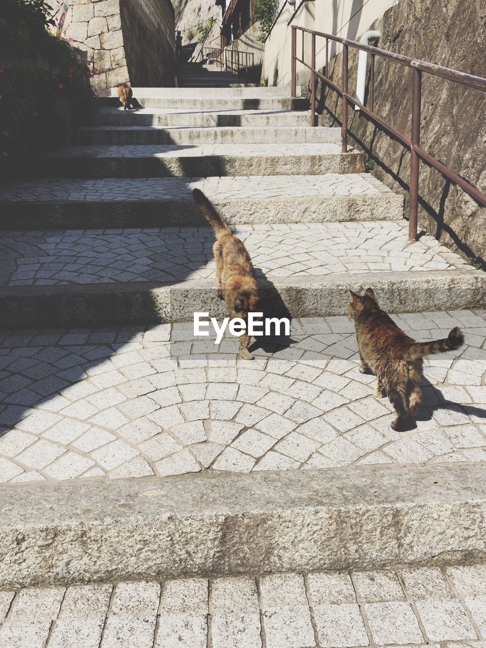 HIGH ANGLE VIEW OF DOG ON STEPS