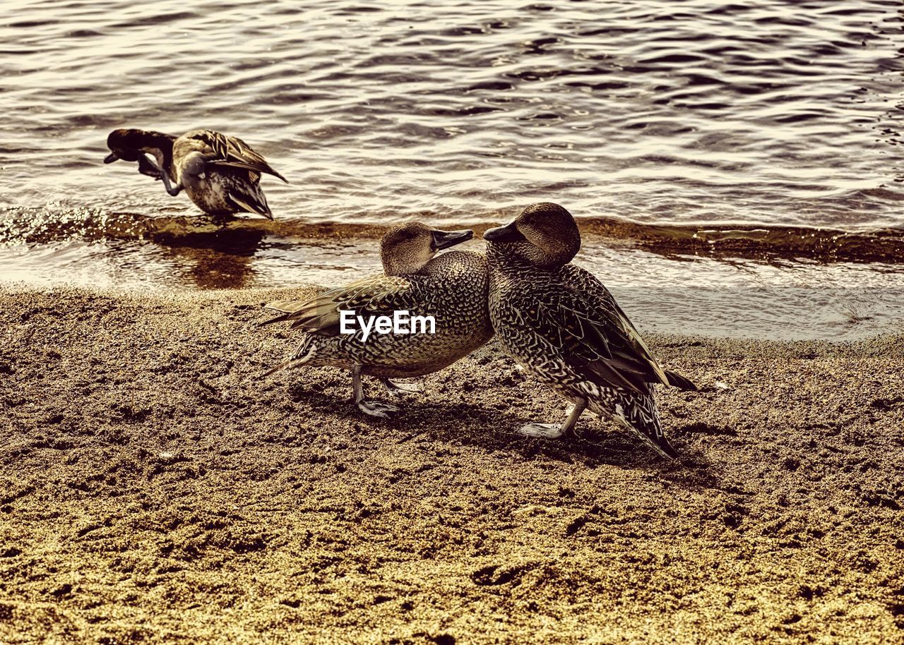 VIEW OF BIRDS IN WATER