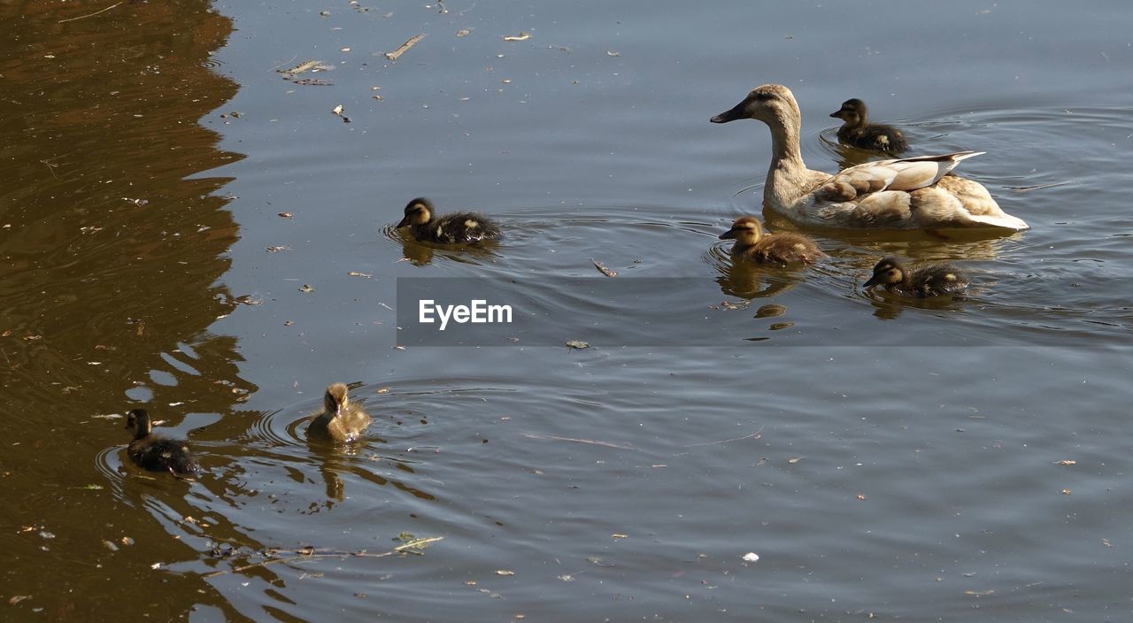 HIGH ANGLE VIEW OF DUCK SWIMMING IN LAKE