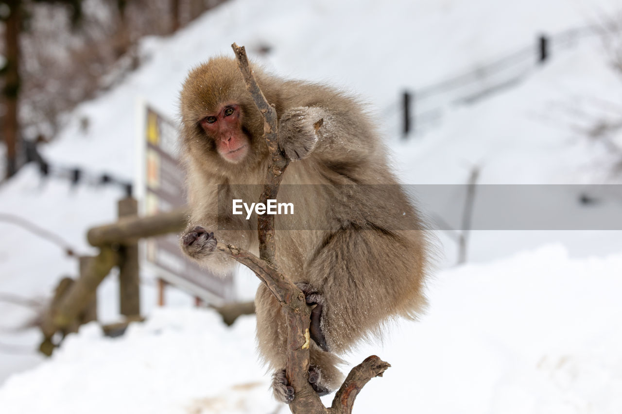 Japanese snow monkey