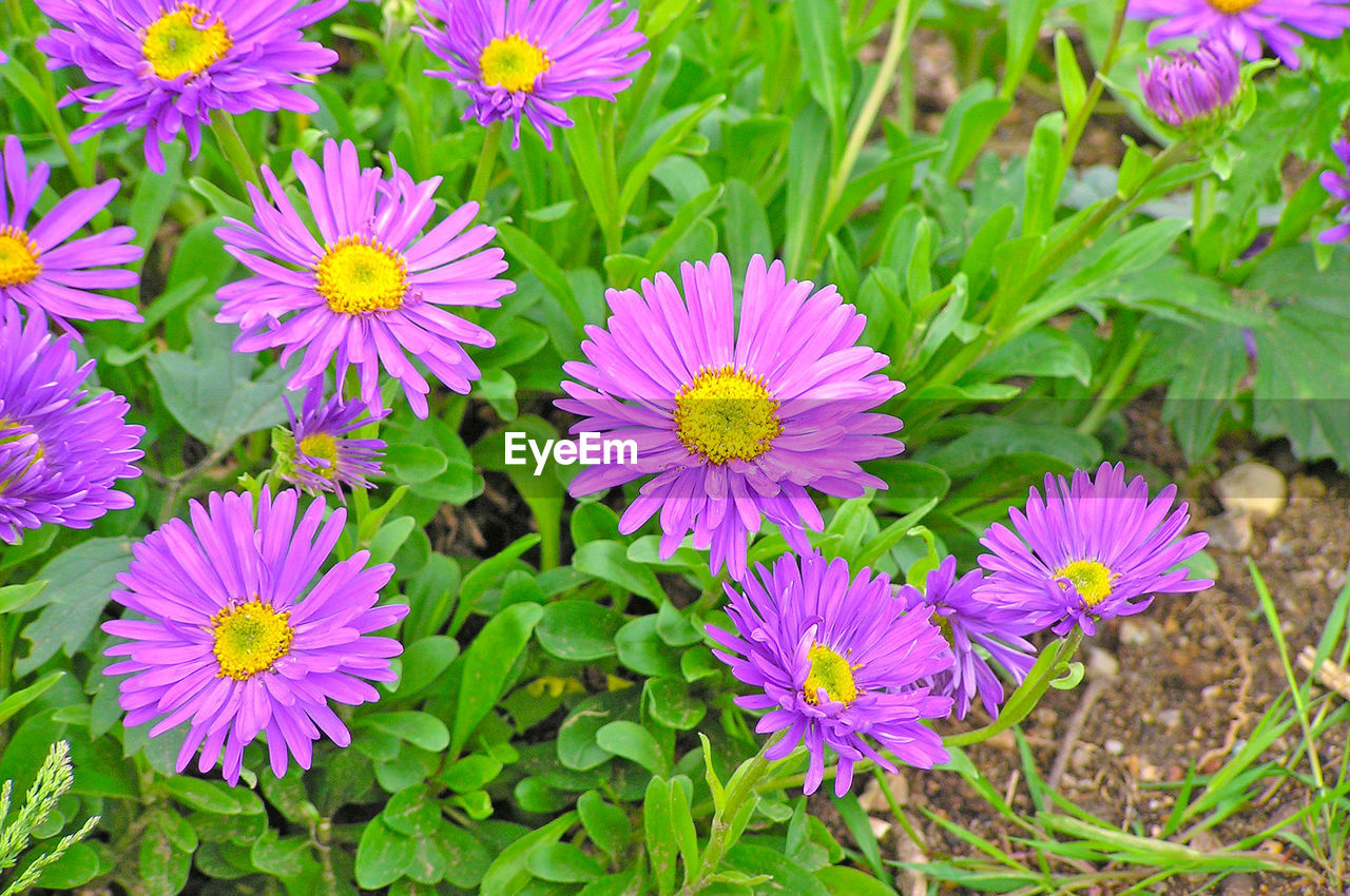 CLOSE-UP OF FRESH PURPLE FLOWERS BLOOMING