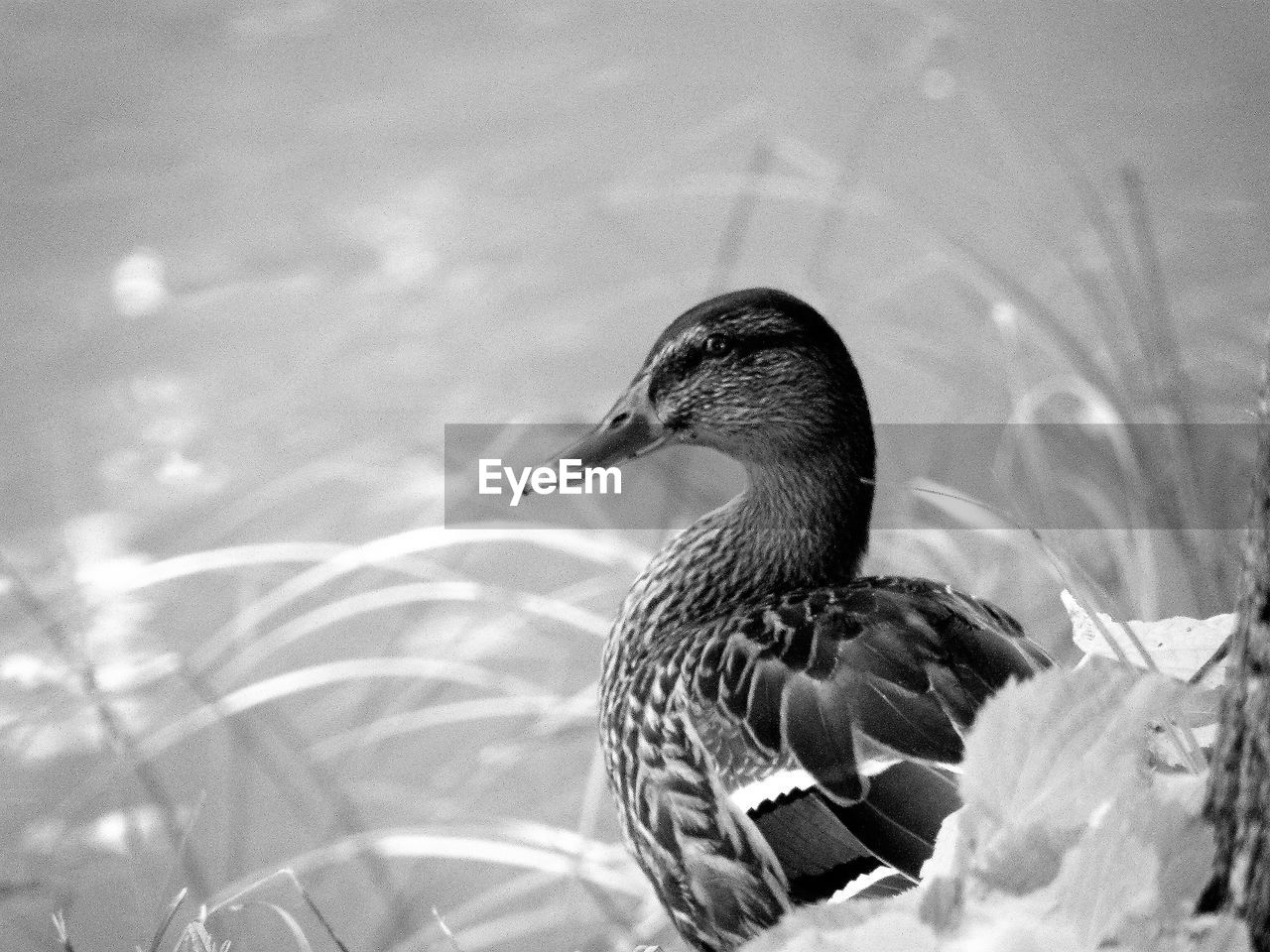 CLOSE-UP OF MALLARD DUCK