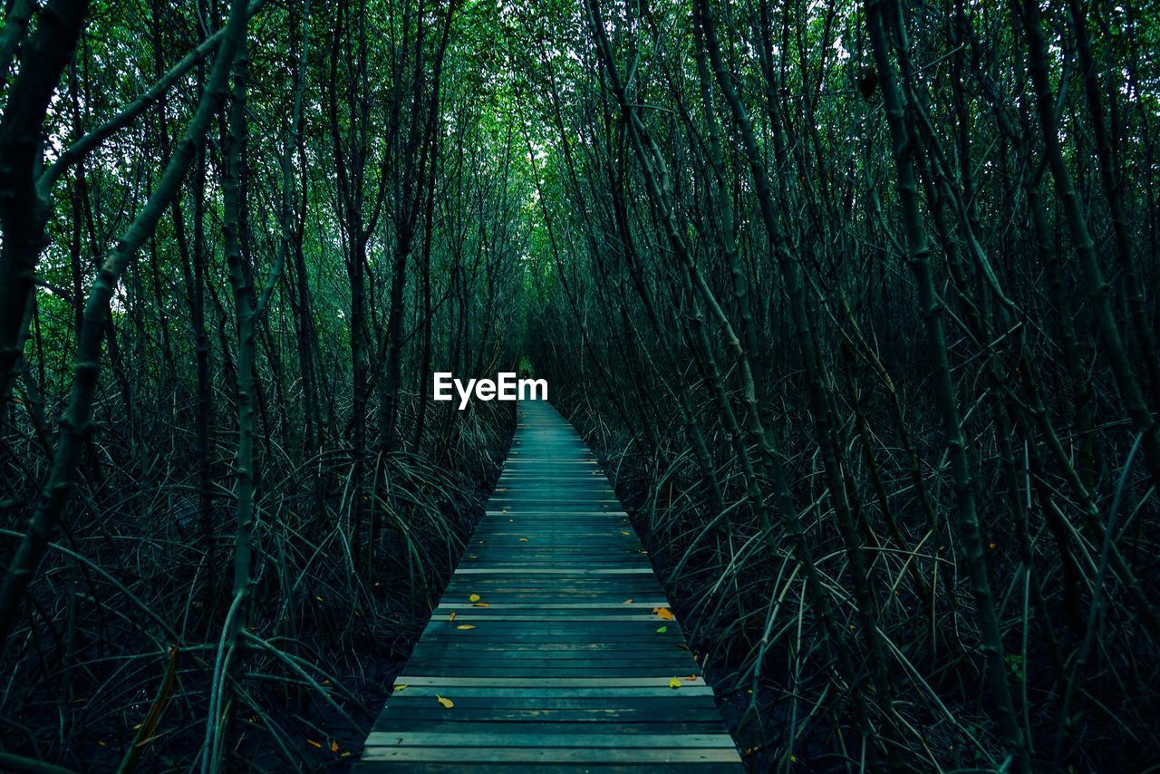 Empty footpath amidst trees in forest