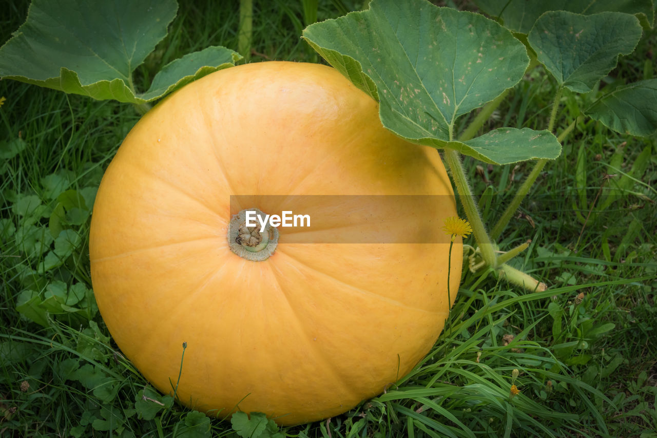 A big, yellow pumpkin grows in a garden. concept healthy vegetables.