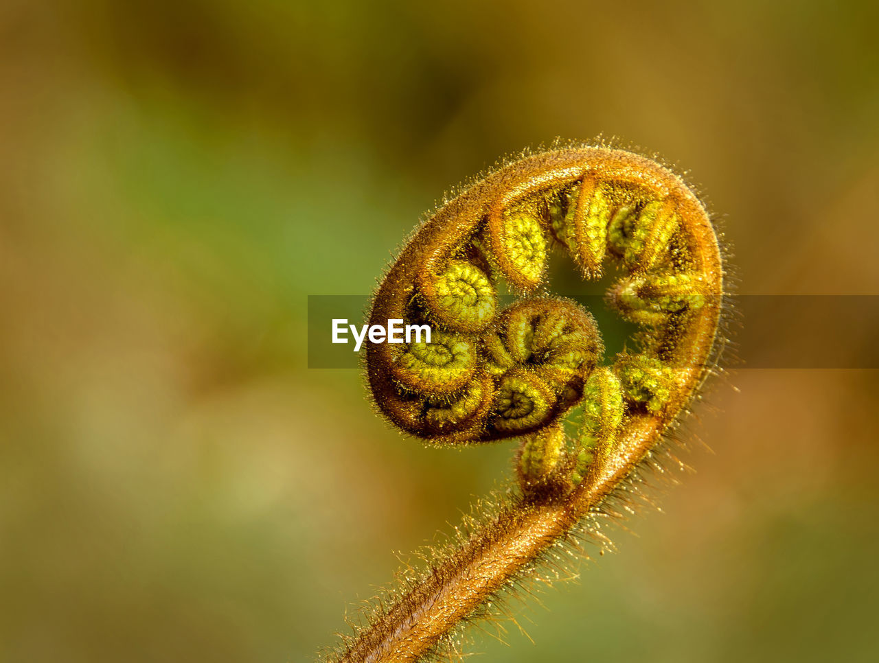 CLOSE-UP OF DANDELION