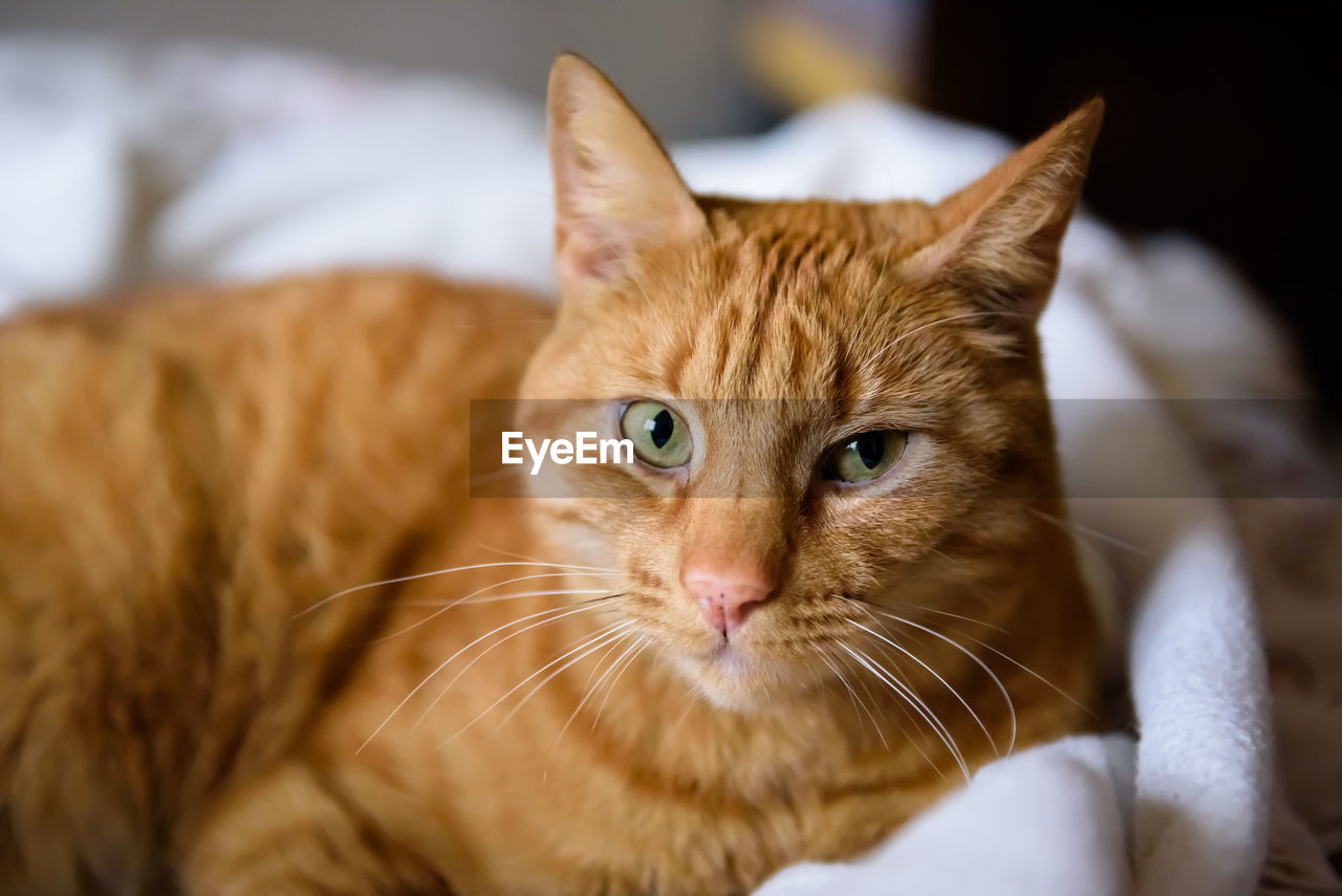 CLOSE-UP PORTRAIT OF CAT AT HOME