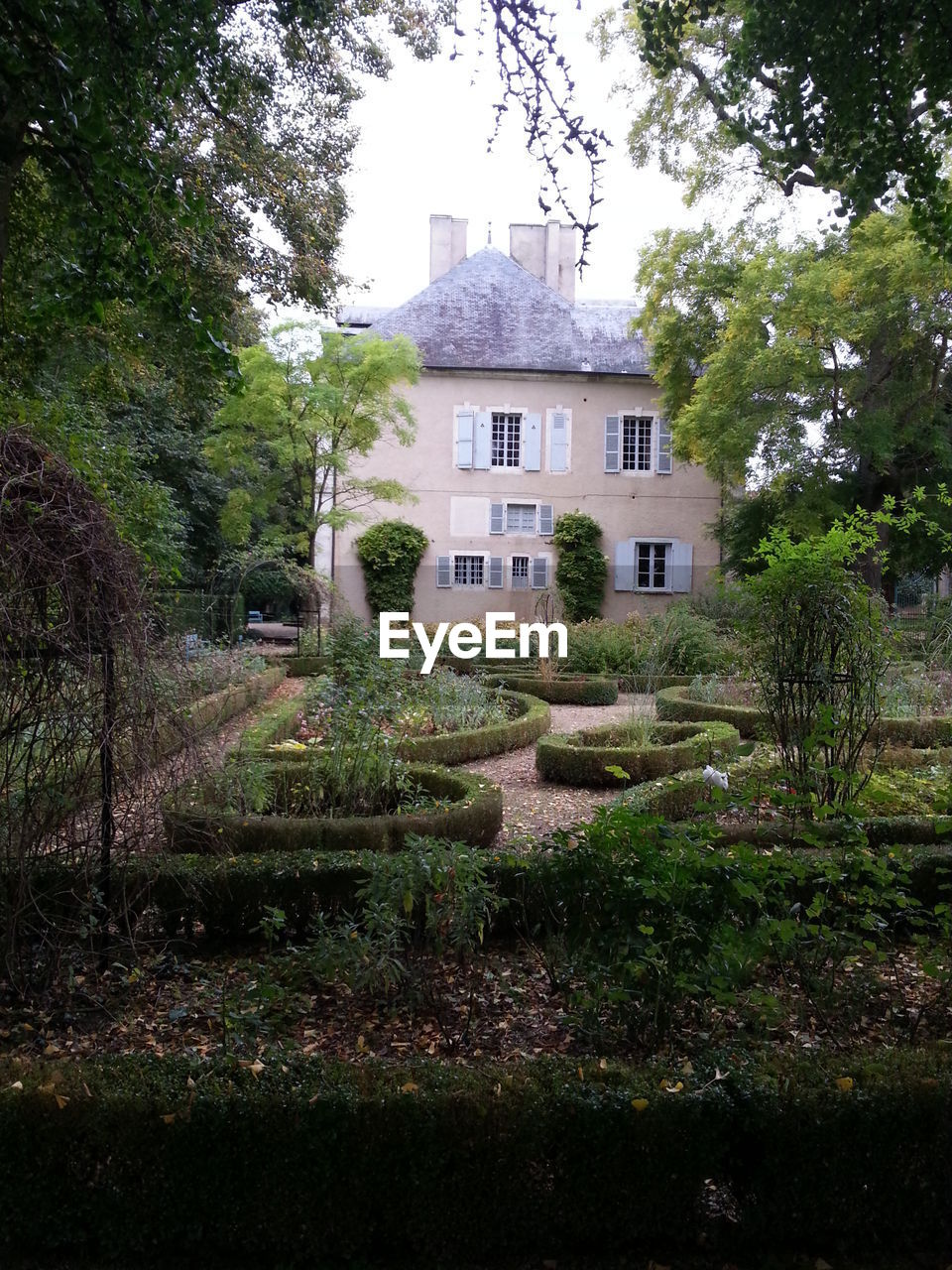 TREES WITH BUILDINGS IN BACKGROUND