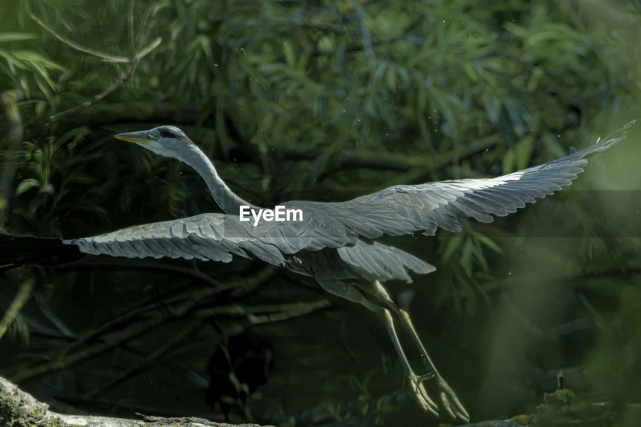 CLOSE-UP OF A BIRD FLYING OVER PLANTS