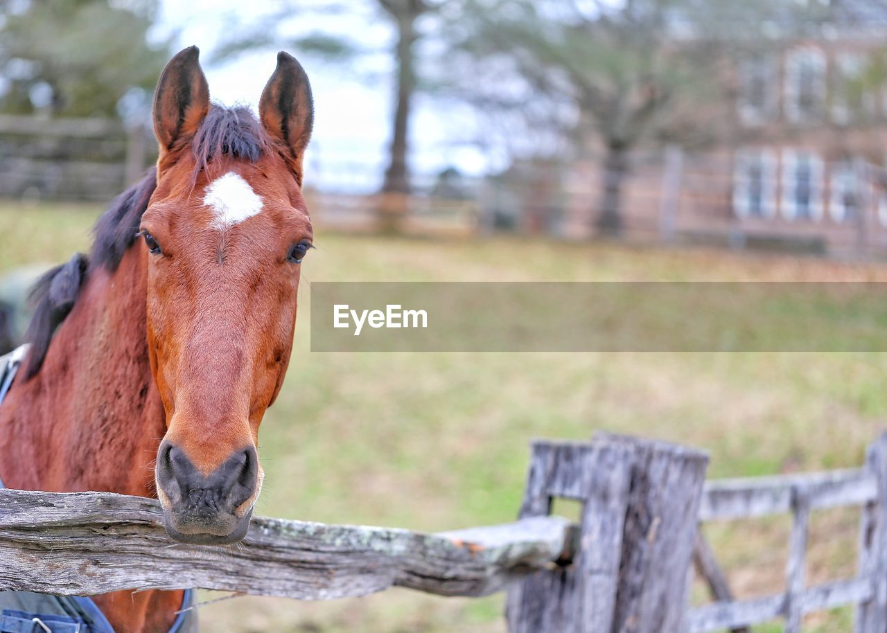 HORSE STANDING IN RANCH