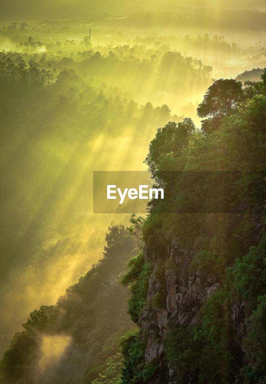 Trees against sky during sunset