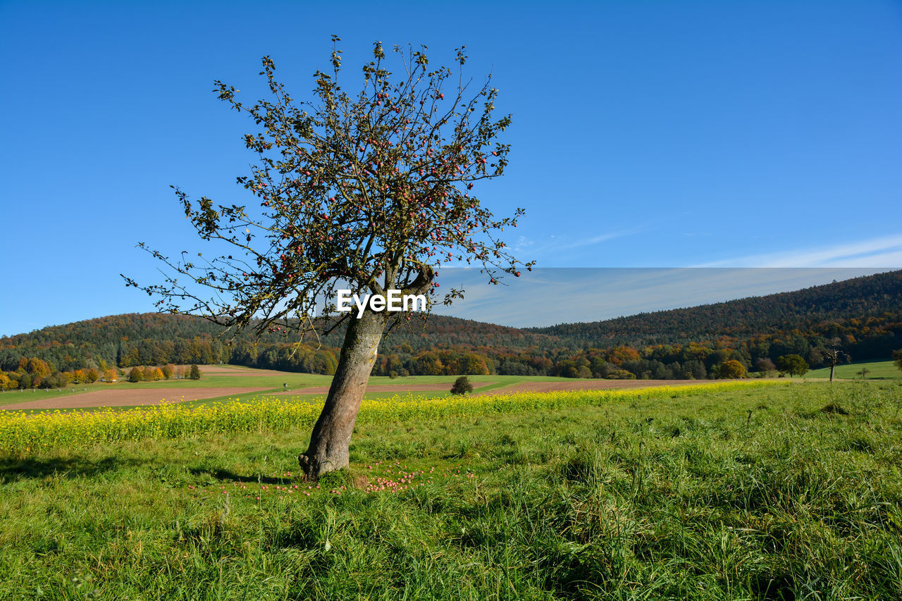 An  apple tree with fruits on the tree and on the ground stands in nature 