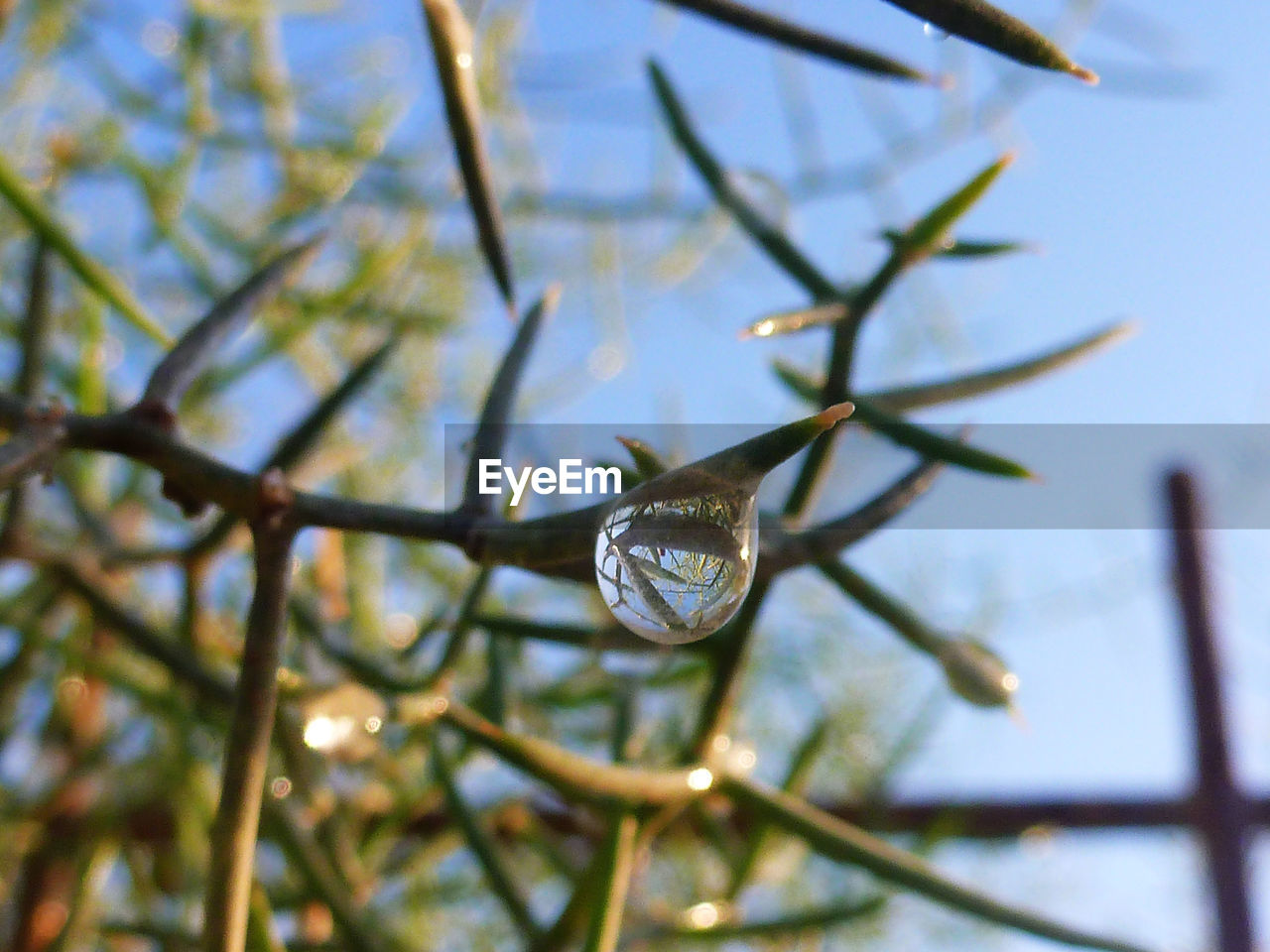 CLOSE-UP OF PLANTS AGAINST BLURRED BACKGROUND