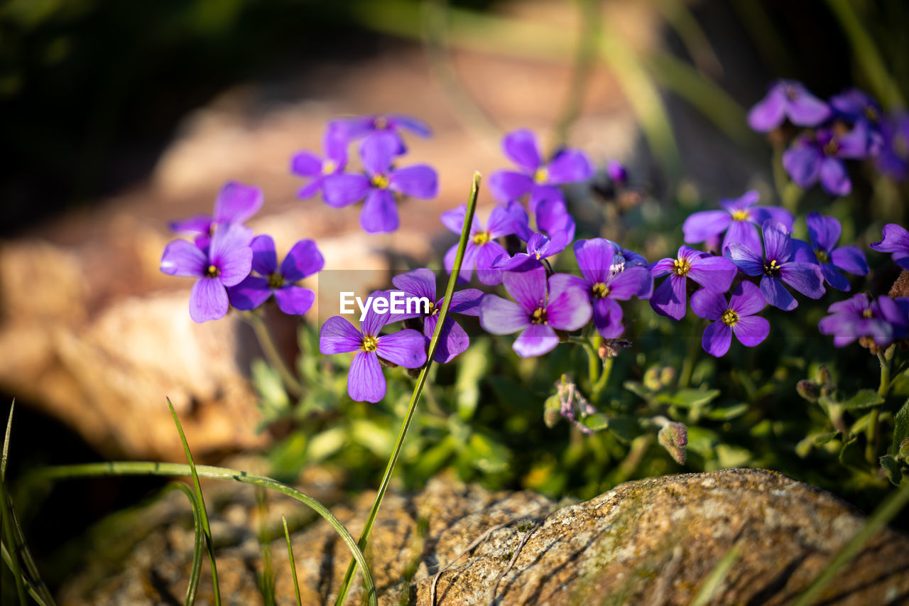 Close-up of purple flowering plants