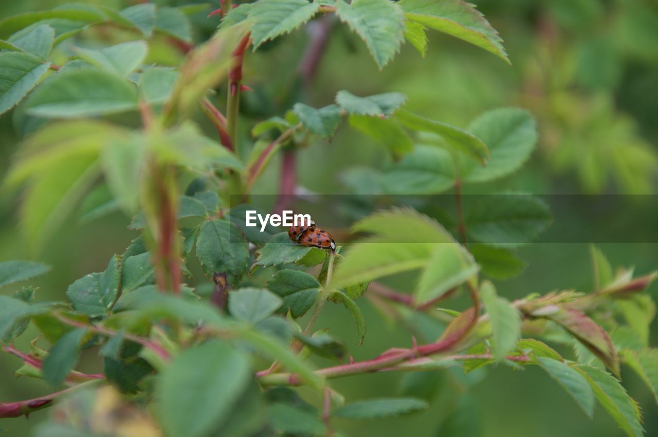 Close-up of ladybug on plant