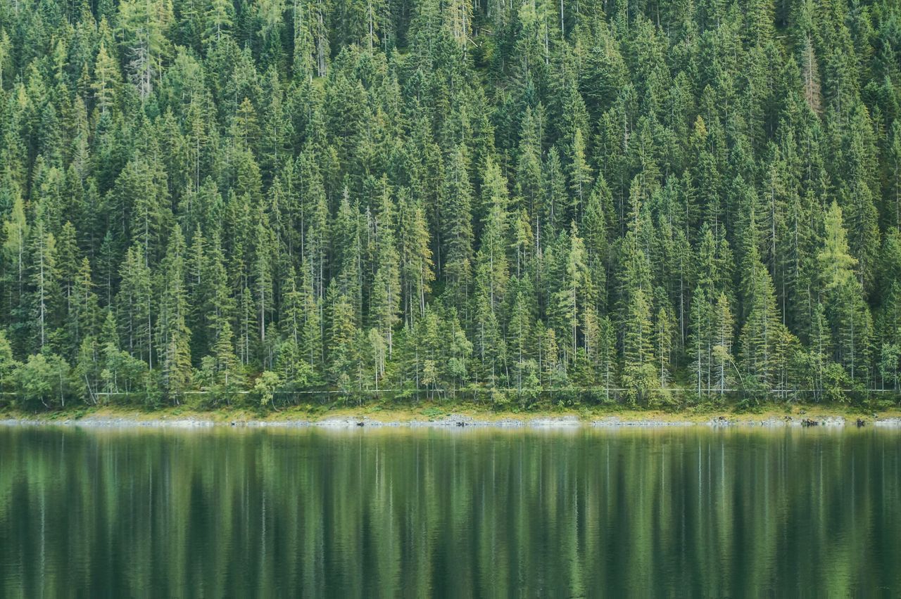 View of pine trees in lake