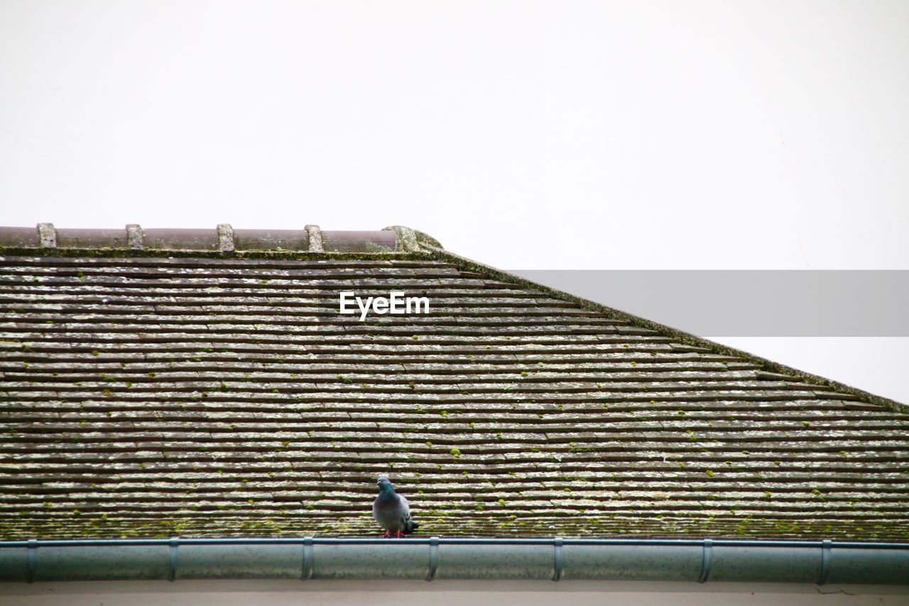 LOW ANGLE VIEW OF BIRD PERCHING ON ROOF AGAINST CLEAR SKY