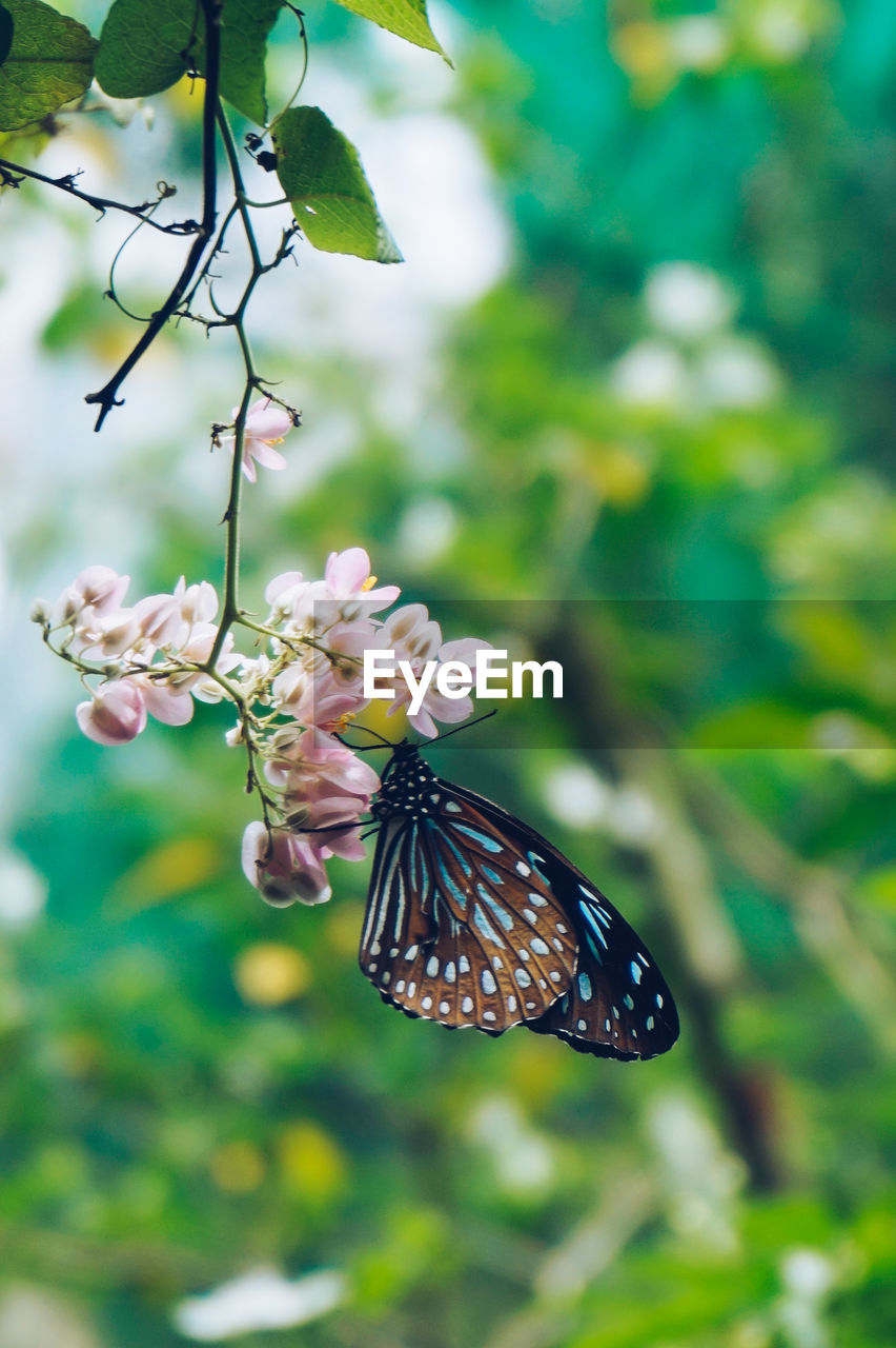 Close-up of butterfly pollinating on flower