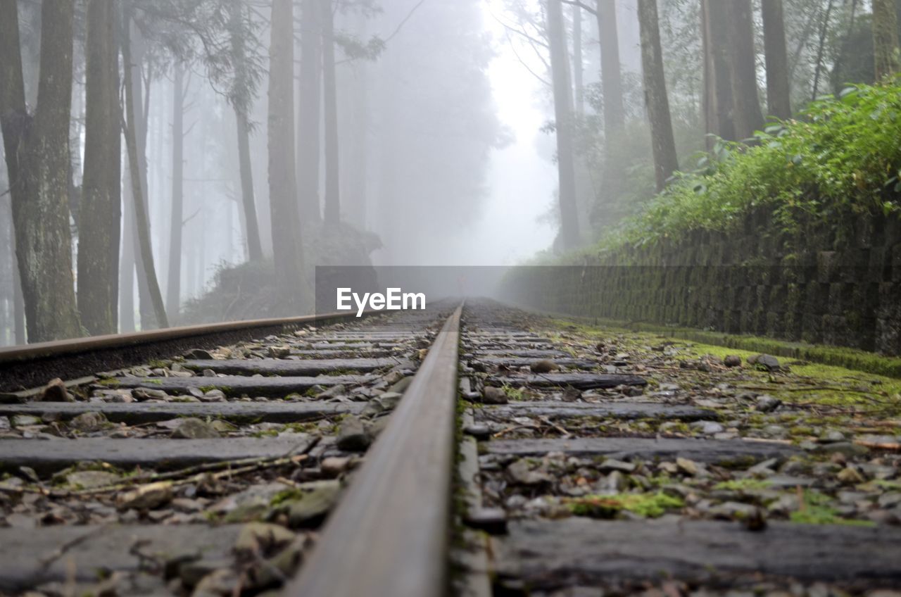 VIEW OF RAILROAD TRACKS AMIDST TREES IN FOREST