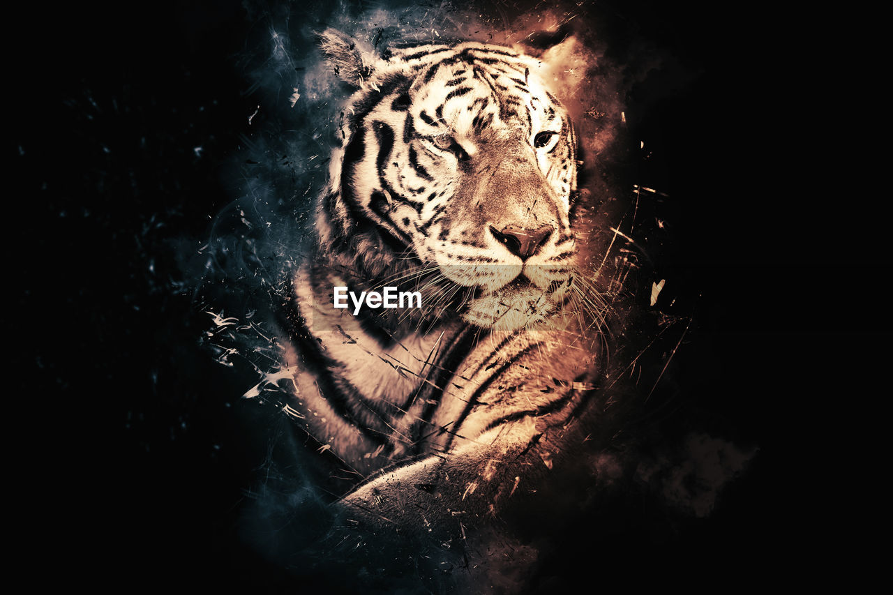 CLOSE-UP OF A CAT WITH ANIMAL