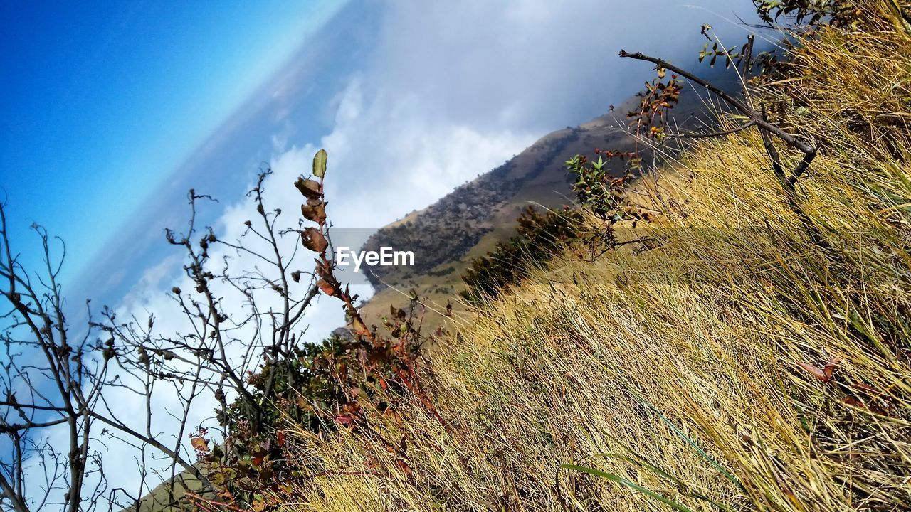 SCENIC VIEW OF TREE MOUNTAINS AGAINST SKY