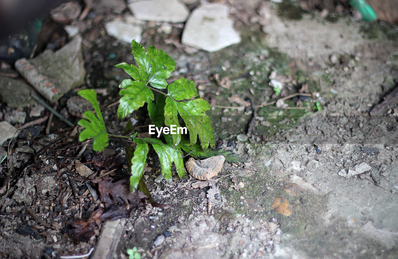 High angle view of plants growing on field