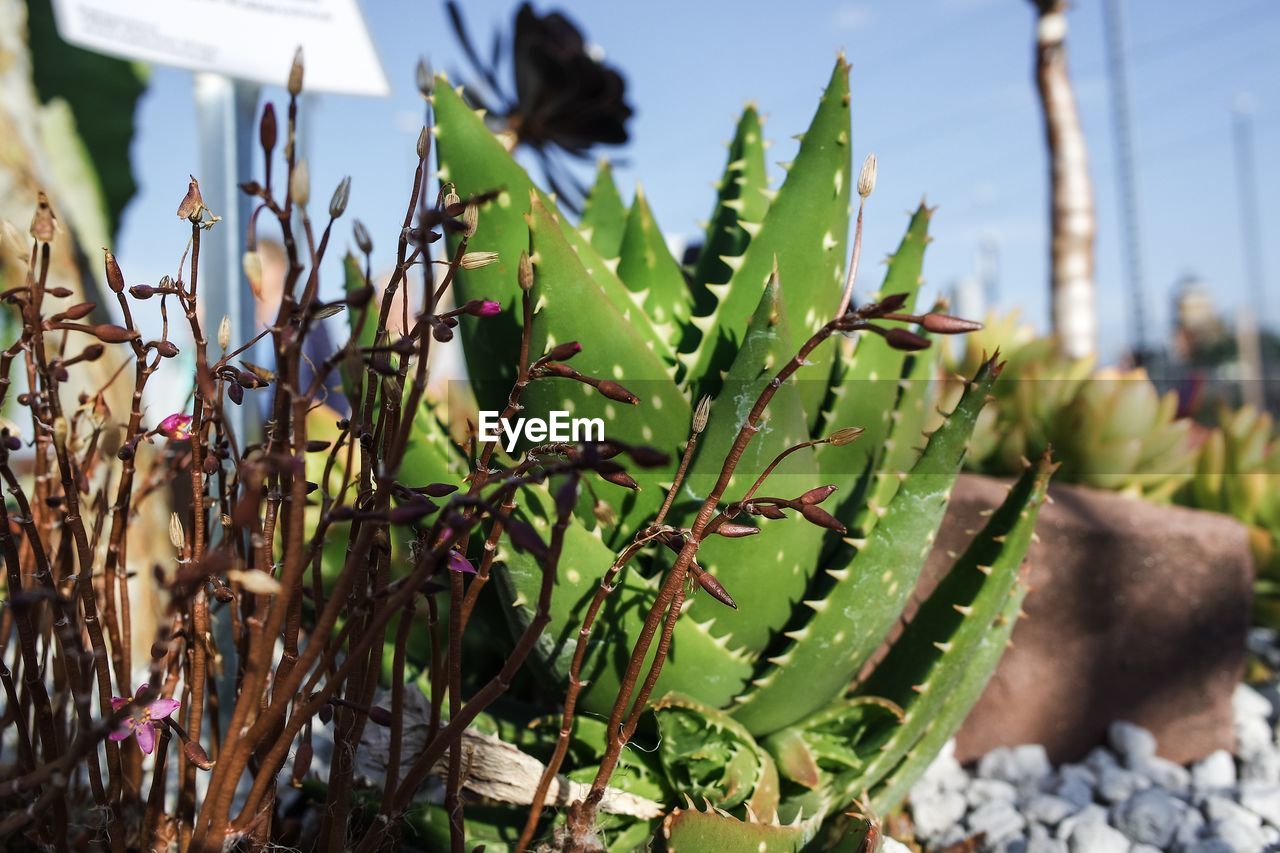 CLOSE-UP OF SUCCULENT PLANT IN GARDEN