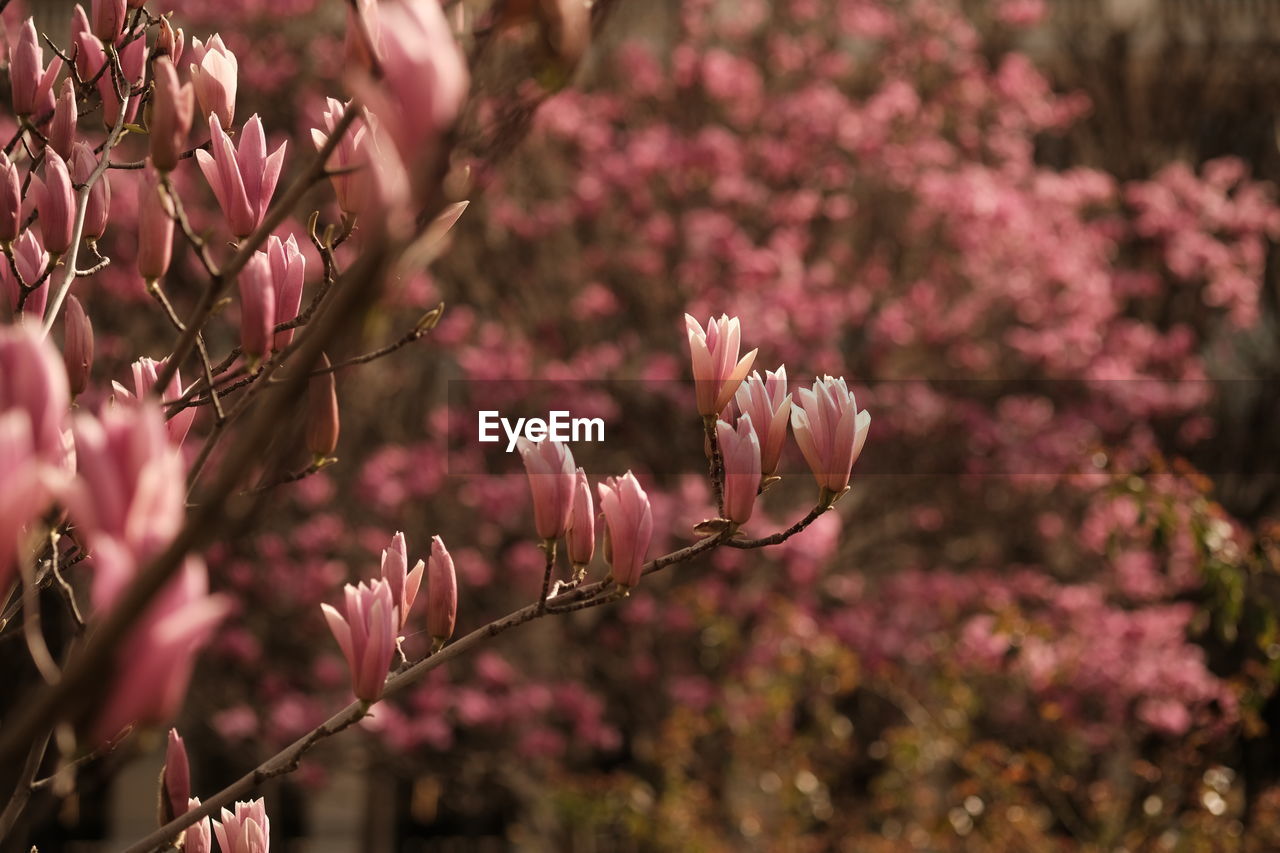 plant, flower, flowering plant, pink, beauty in nature, blossom, spring, freshness, growth, nature, fragility, springtime, branch, tree, leaf, no people, close-up, outdoors, selective focus, shrub, focus on foreground, botany, day, petal, macro photography, autumn, flower head