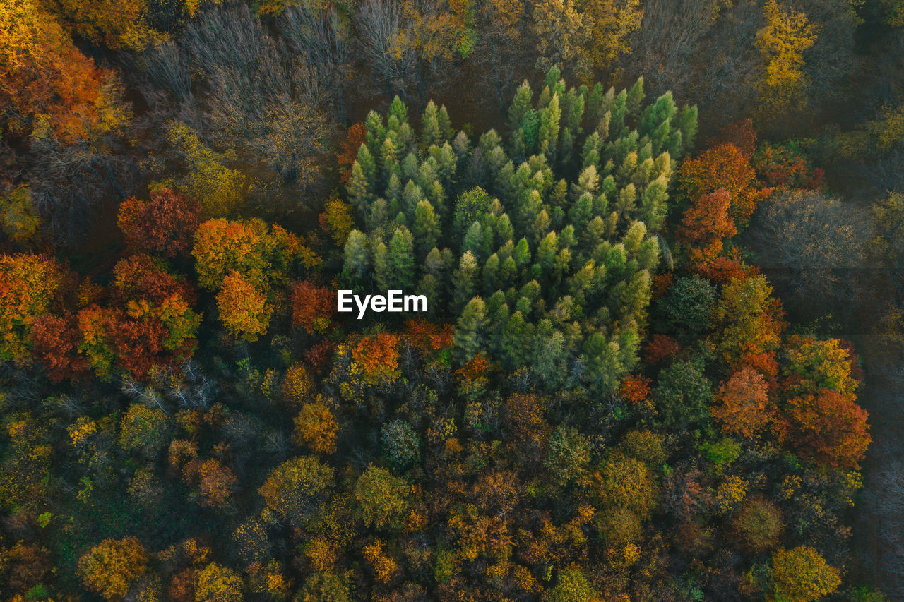 HIGH ANGLE VIEW OF YELLOW AUTUMN TREES