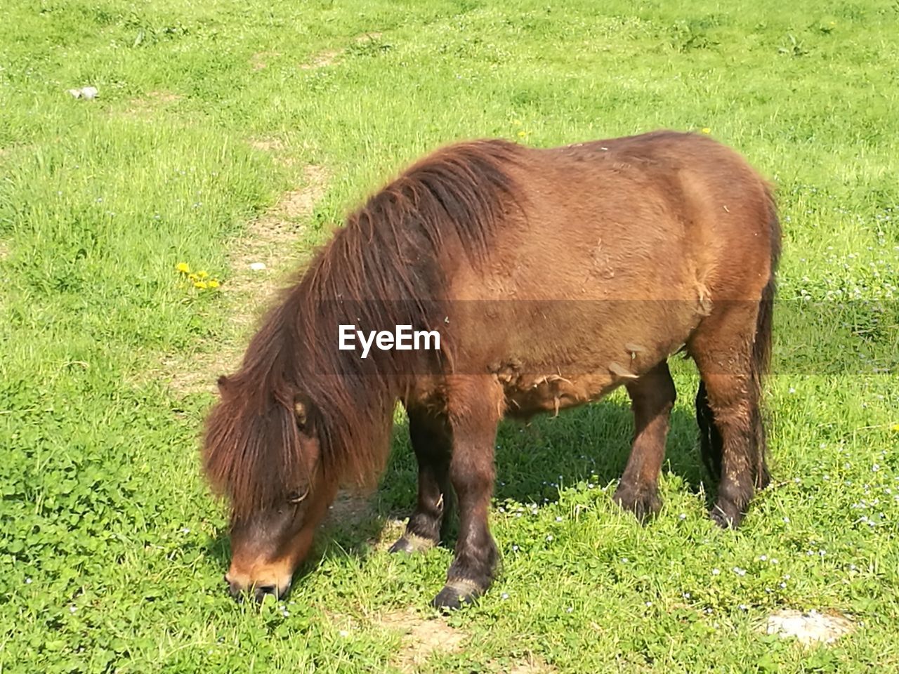 HORSE GRAZING ON PASTURE