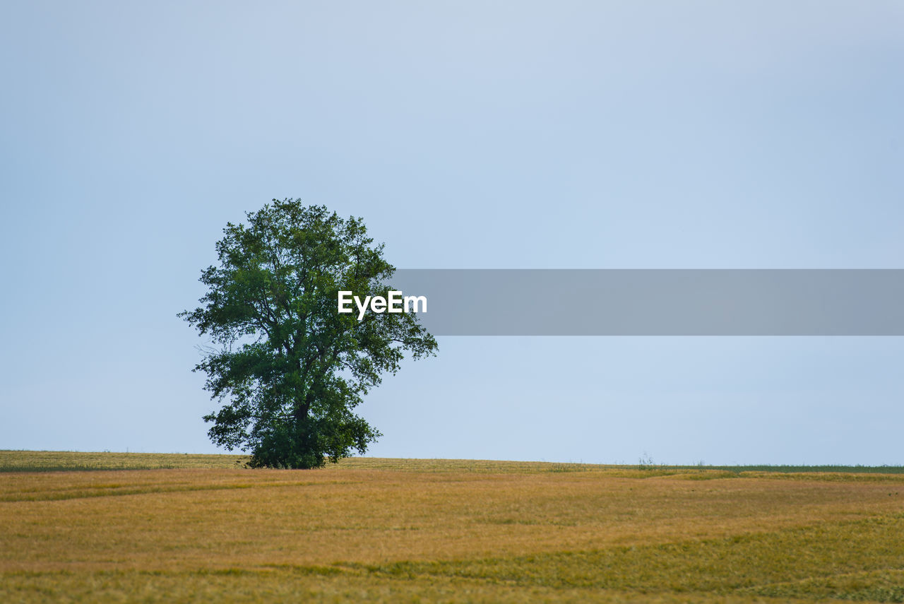 SINGLE TREE ON FIELD AGAINST SKY