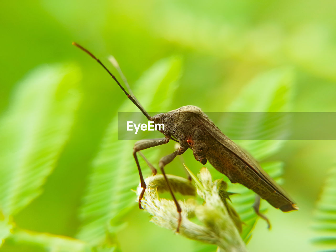 CLOSE-UP OF GRASSHOPPER ON LEAF