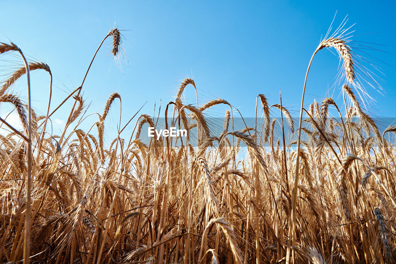 Rye field against blue sky. harvesting period