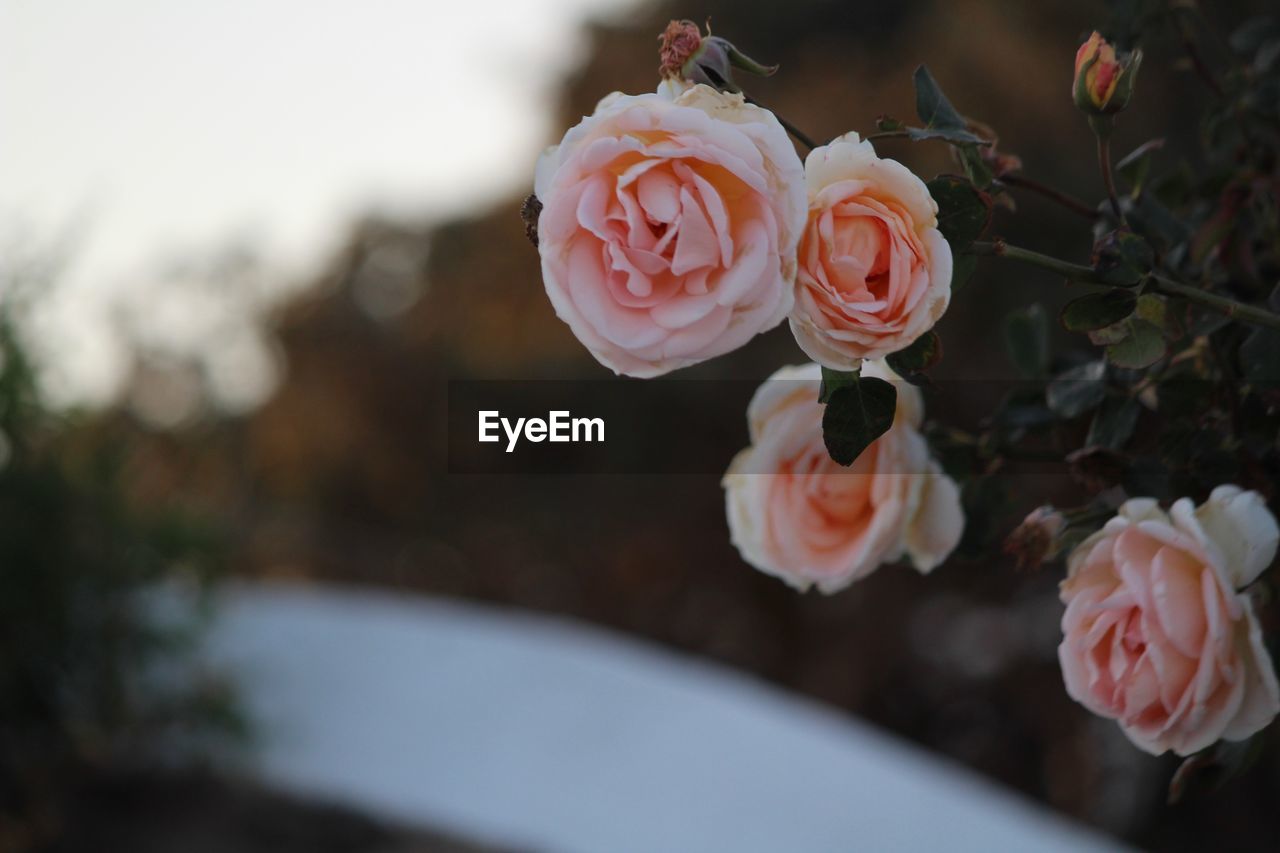 CLOSE-UP OF PINK ROSE