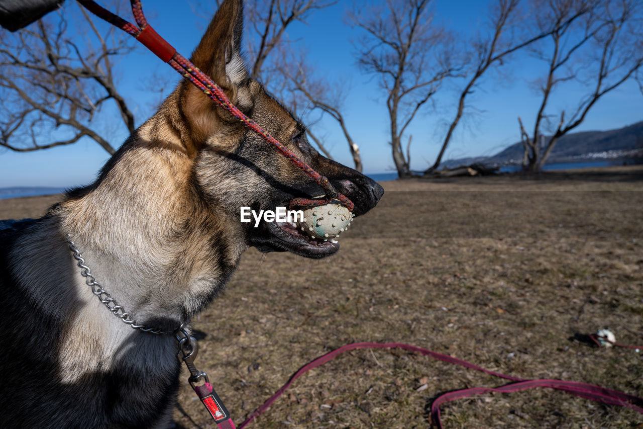 animal, animal themes, one animal, mammal, domestic animals, pet, dog, canine, leash, nature, pet collar, animal body part, no people, tree, collar, bare tree, pet leash, plant, sky, day, land, facial expression, outdoors, sticking out tongue, working animal, mouth open, animal mouth