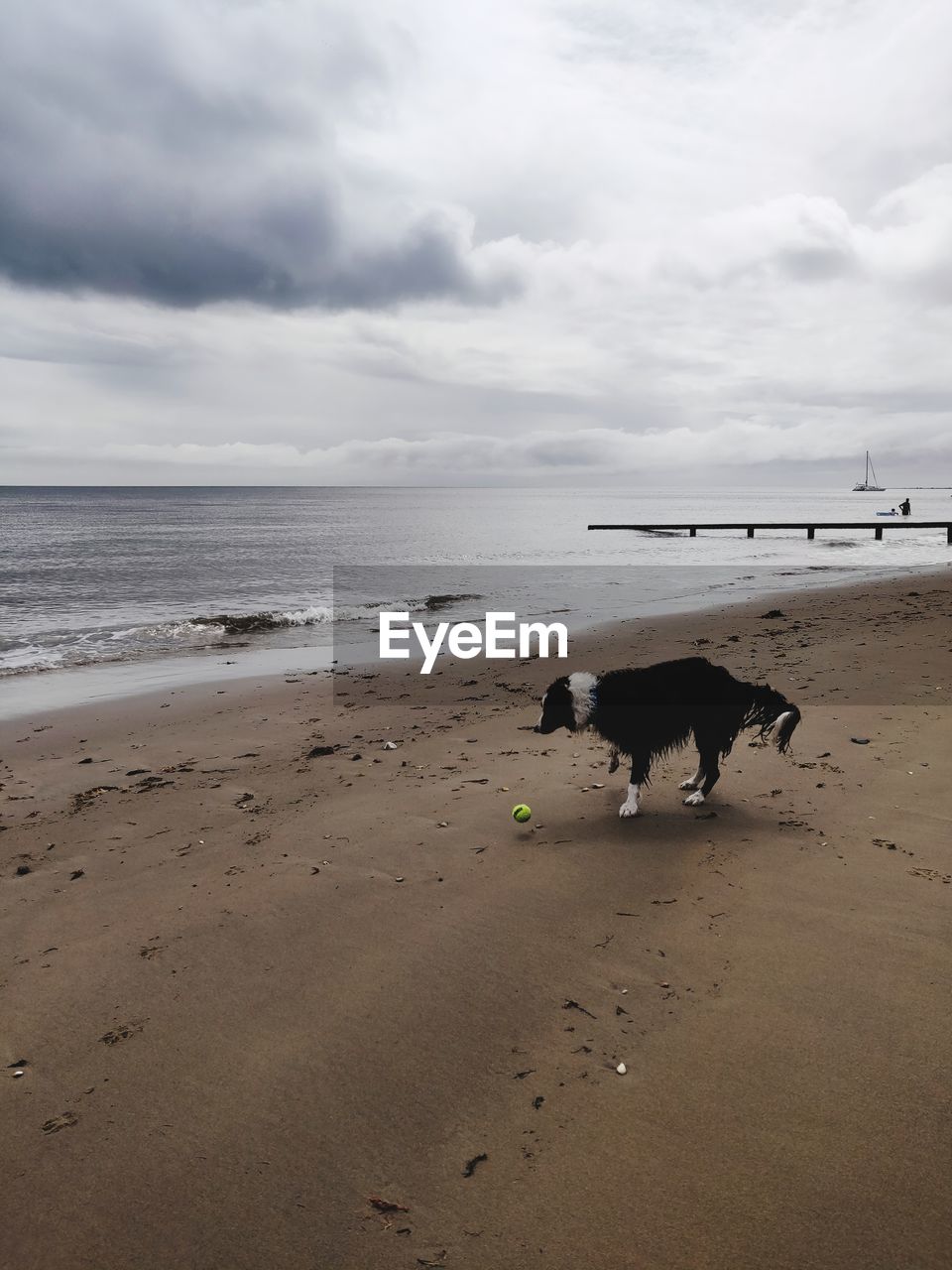 VIEW OF DOGS ON BEACH AGAINST SKY