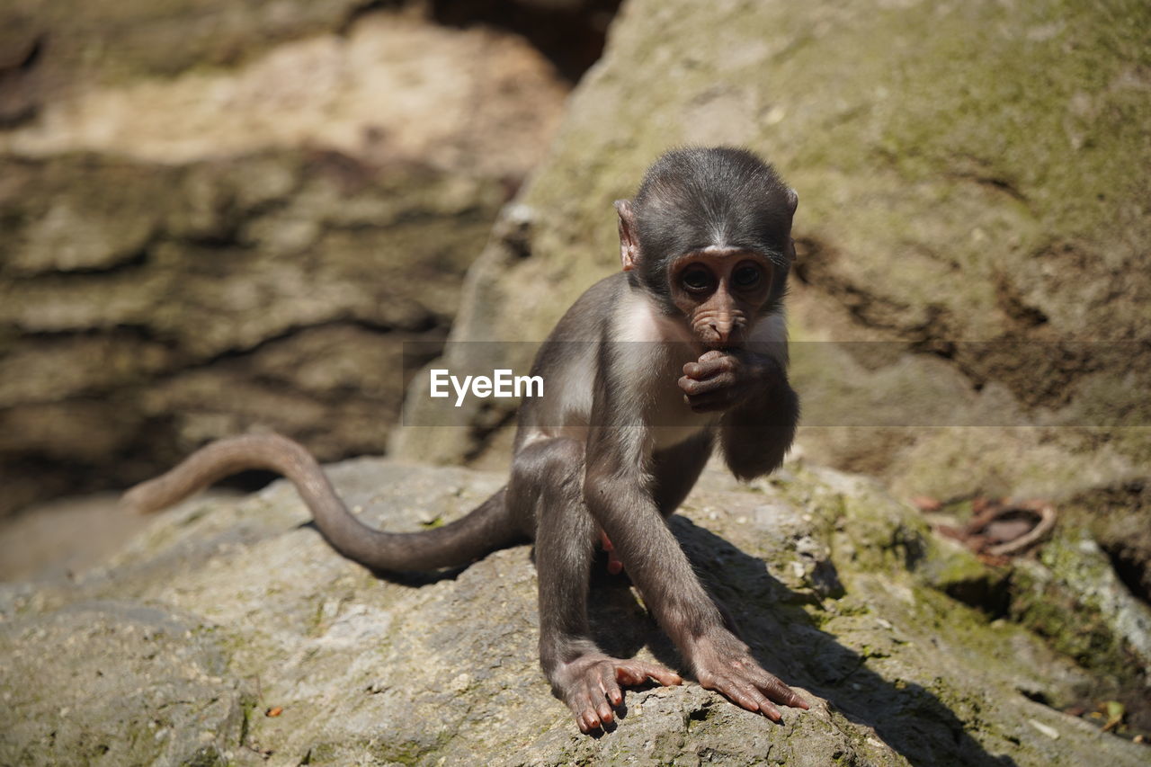 animal themes, animal, animal wildlife, mammal, primate, monkey, one animal, wildlife, ape, nature, no people, portrait, chimpanzee, full length, young animal, rock, looking at camera, outdoors, zoo, land