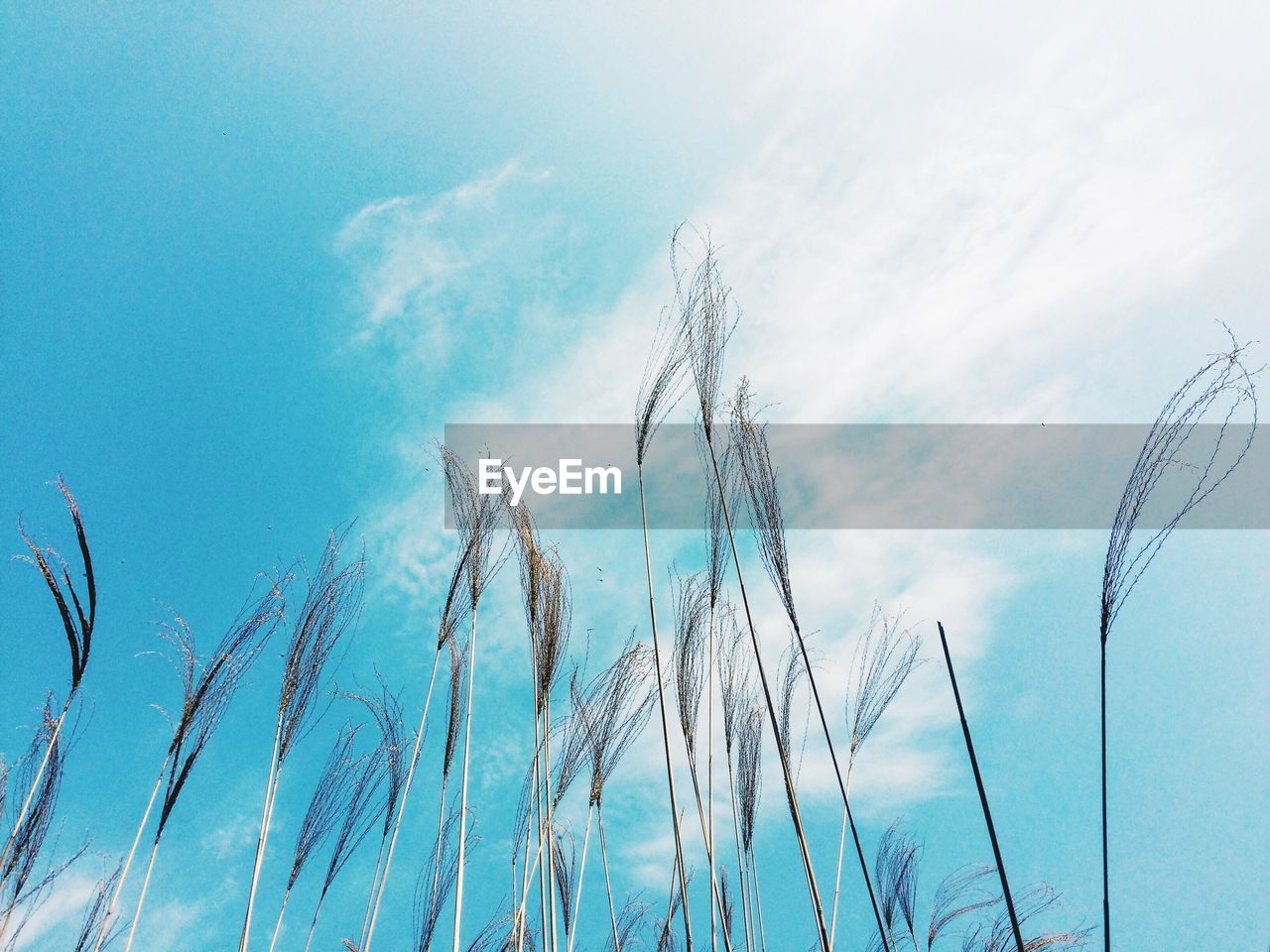 Low angle view of common reeds growing against sky