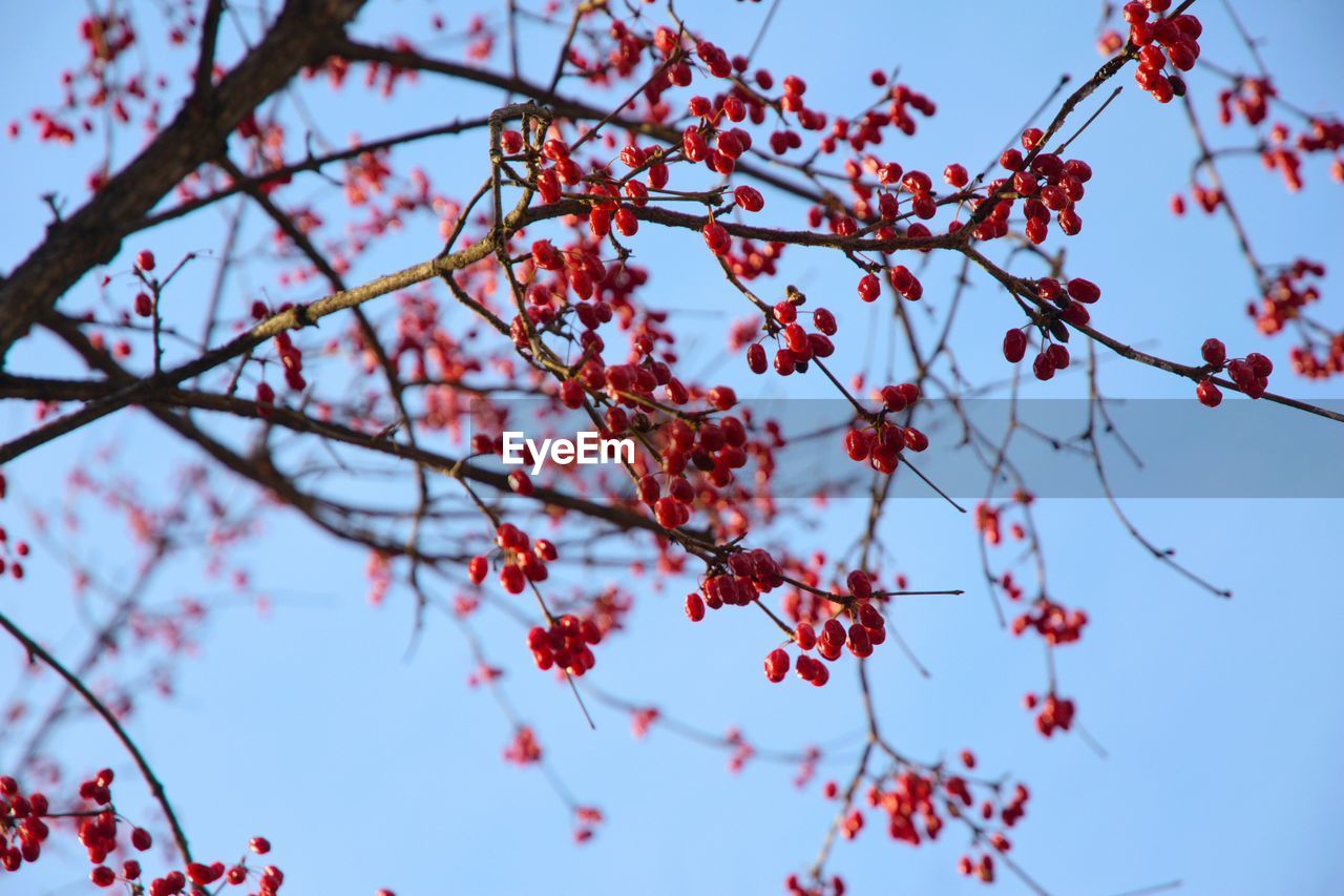 Low angle view of cornus tree against sky