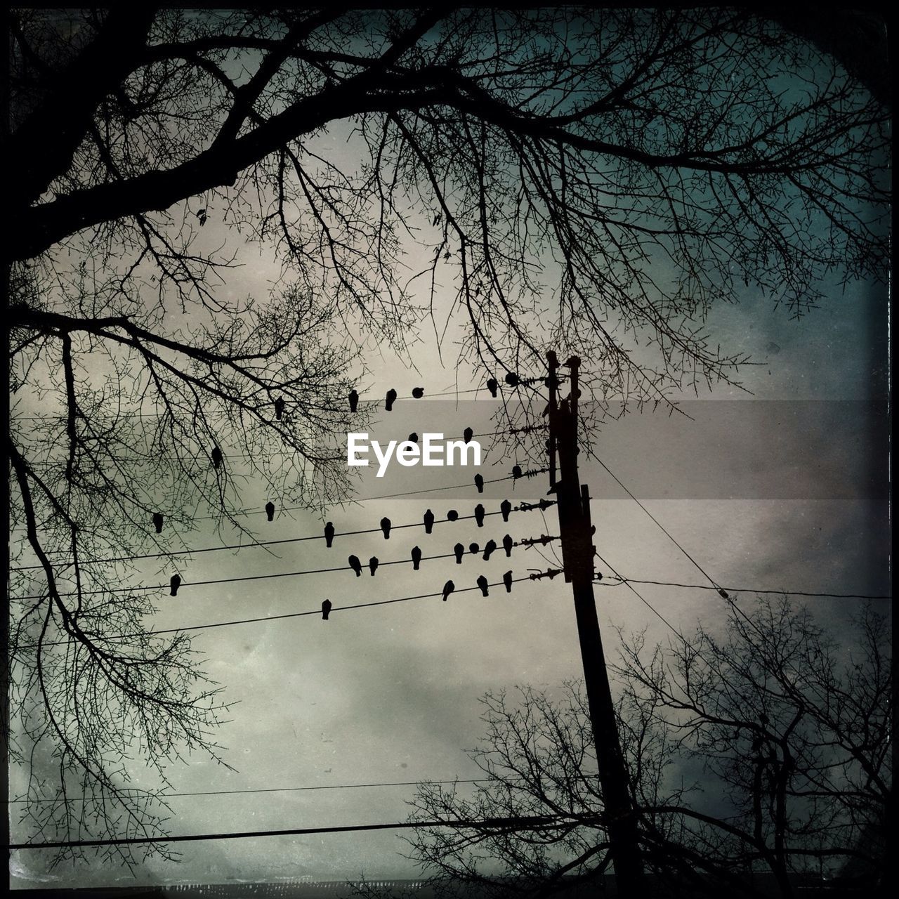 Low angle view of birds sitting on string by tree against cloudy sky during sunset