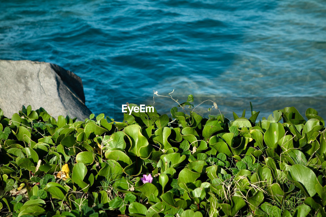 High angle view of plants in sea