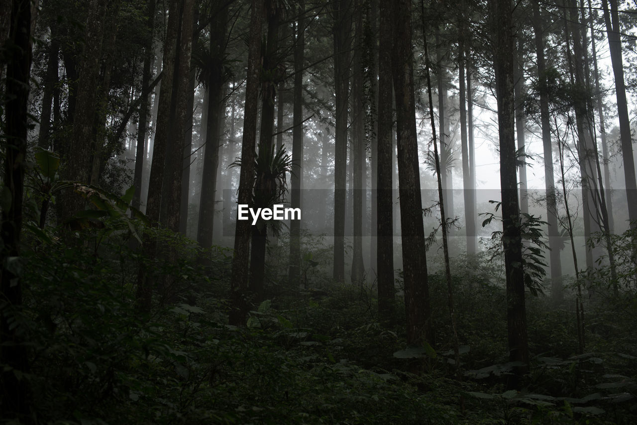 Trees in forest