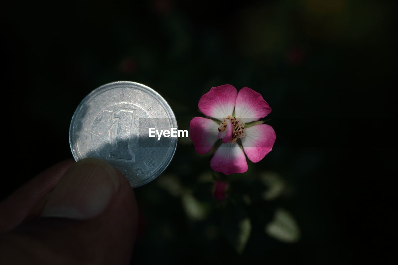 Close-up of cropped hand holding coin by pink flower at night