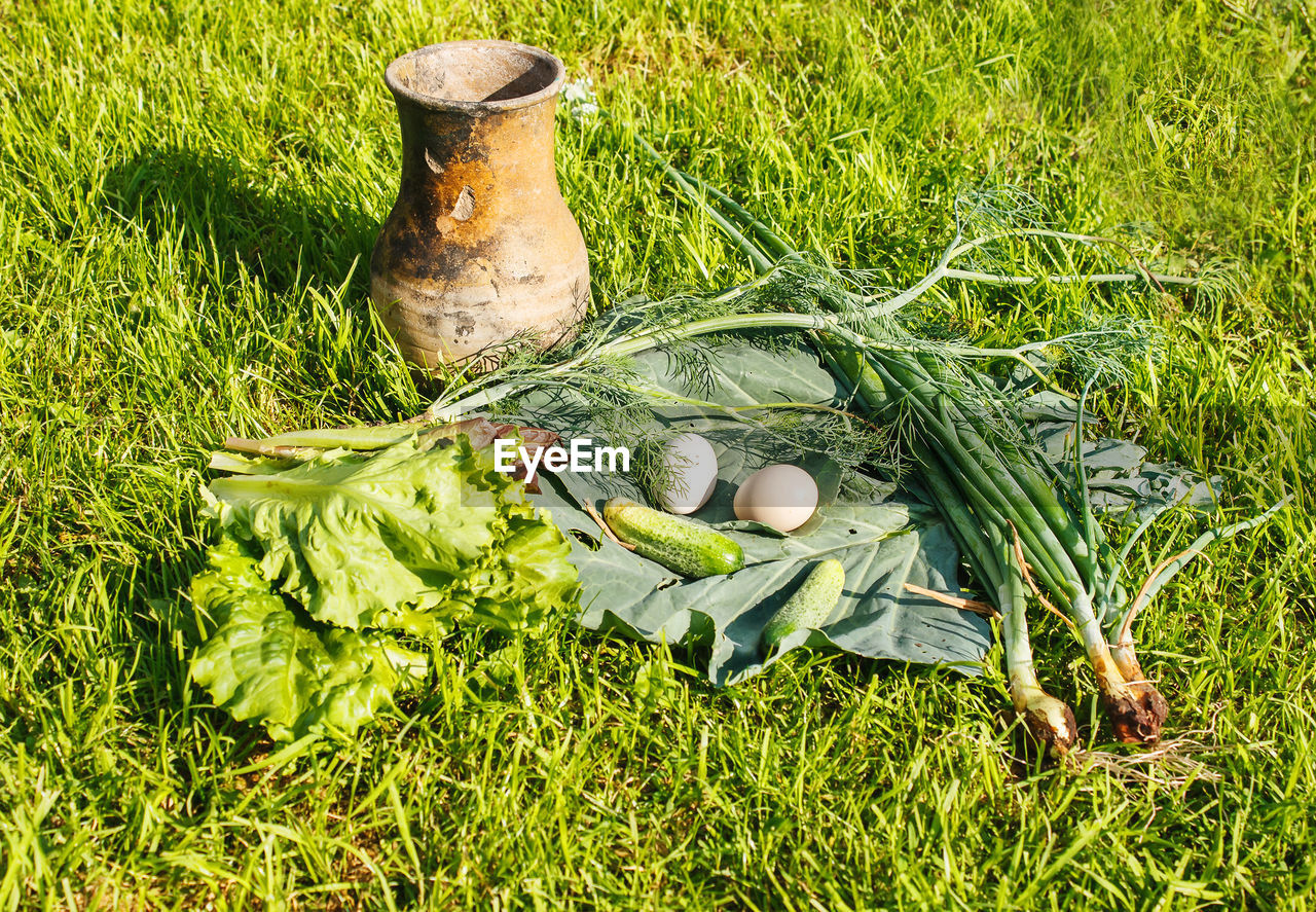 HIGH ANGLE VIEW OF BANANA LEAF ON GRASS